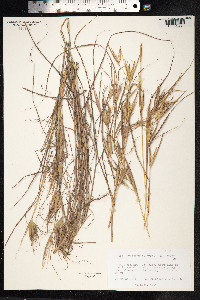 Hyparrhenia hirta image