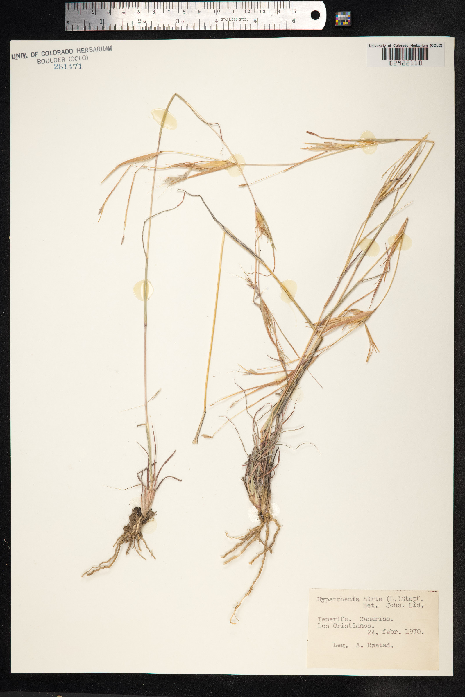 Hyparrhenia hirta image