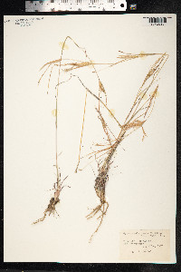 Hyparrhenia hirta image