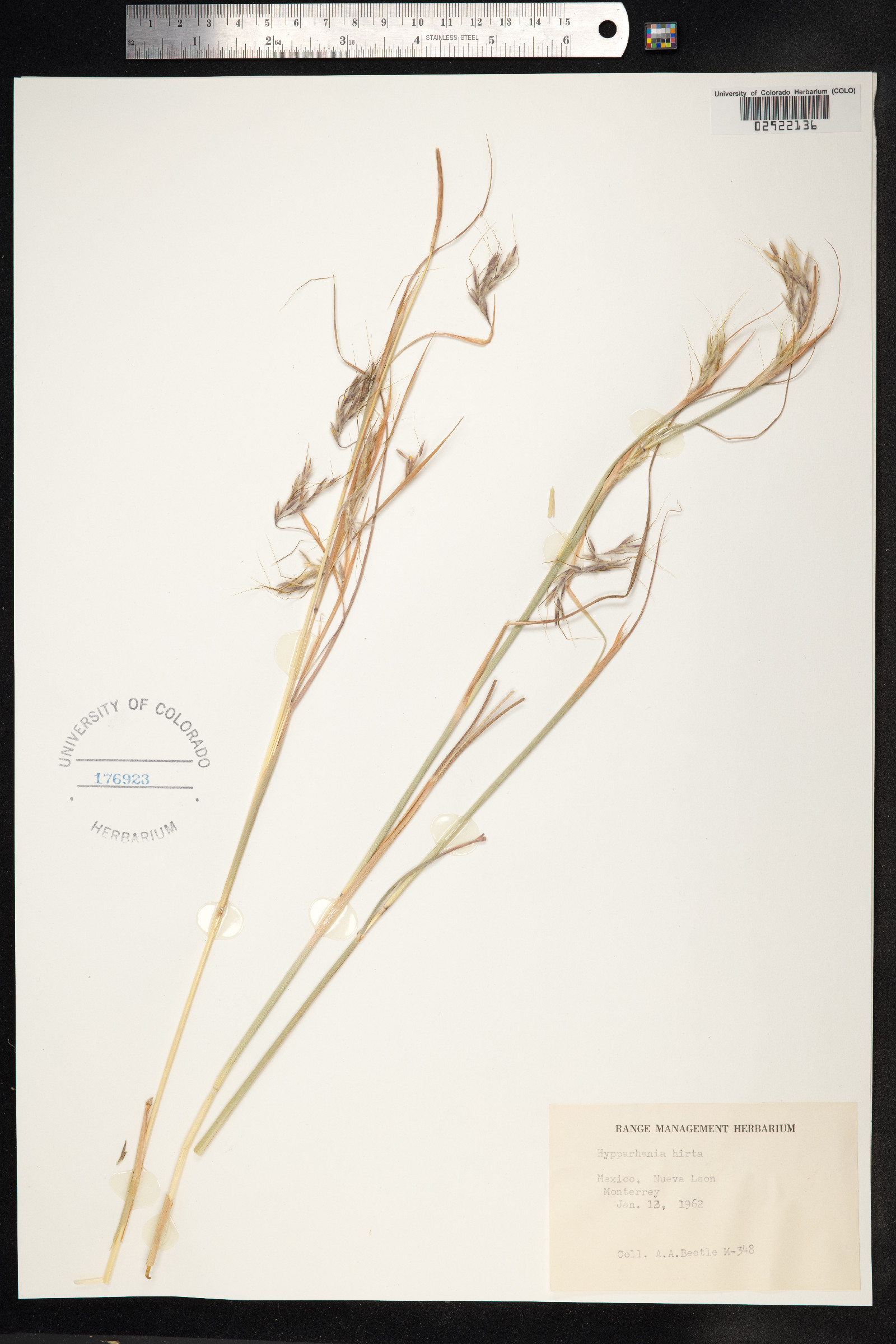 Hyparrhenia hirta image