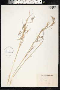 Hyparrhenia hirta image