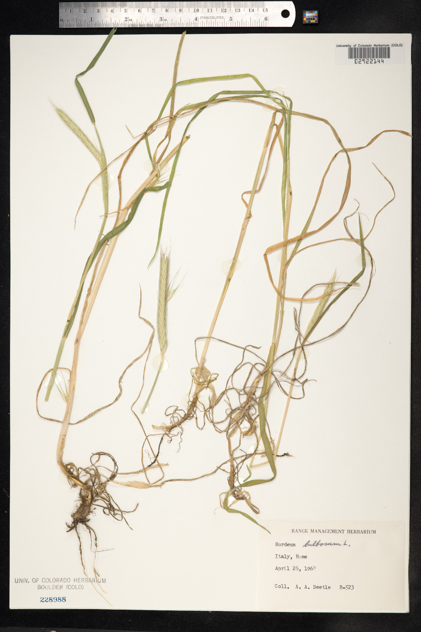 Hordeum bulbosum image