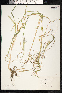 Hordeum bulbosum image