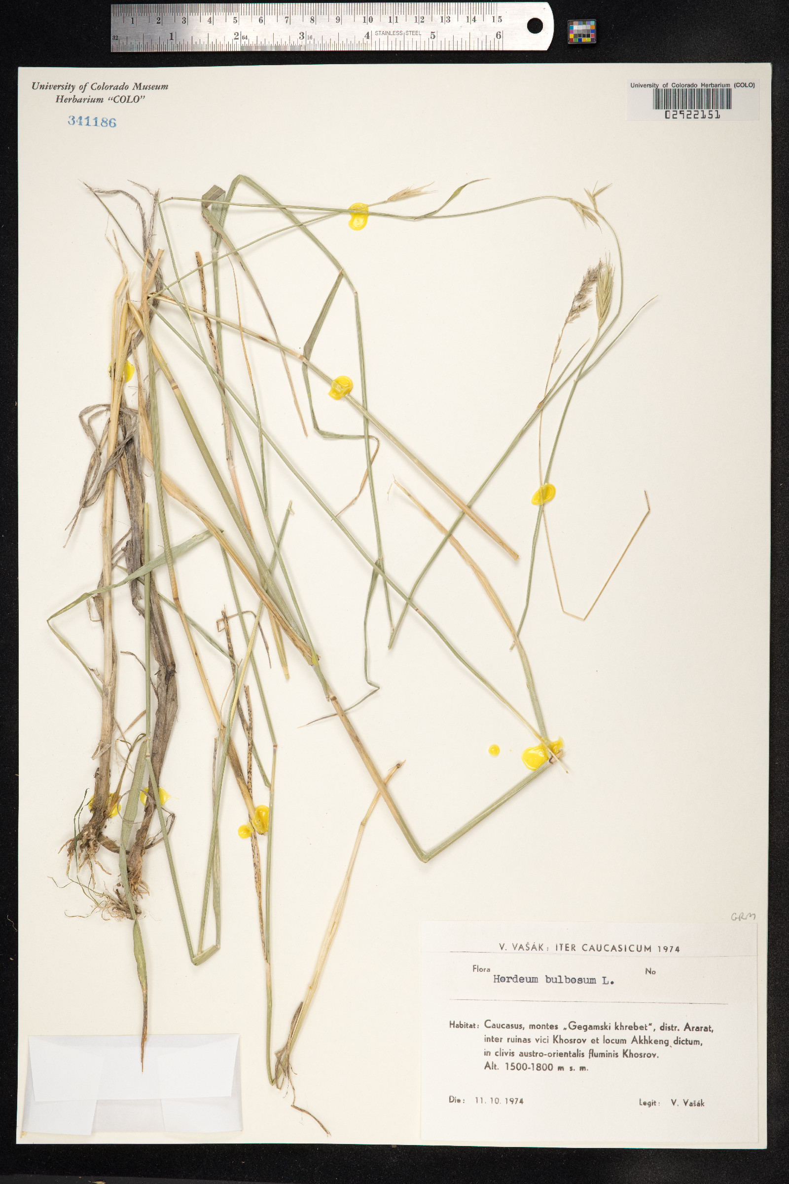 Hordeum bulbosum image