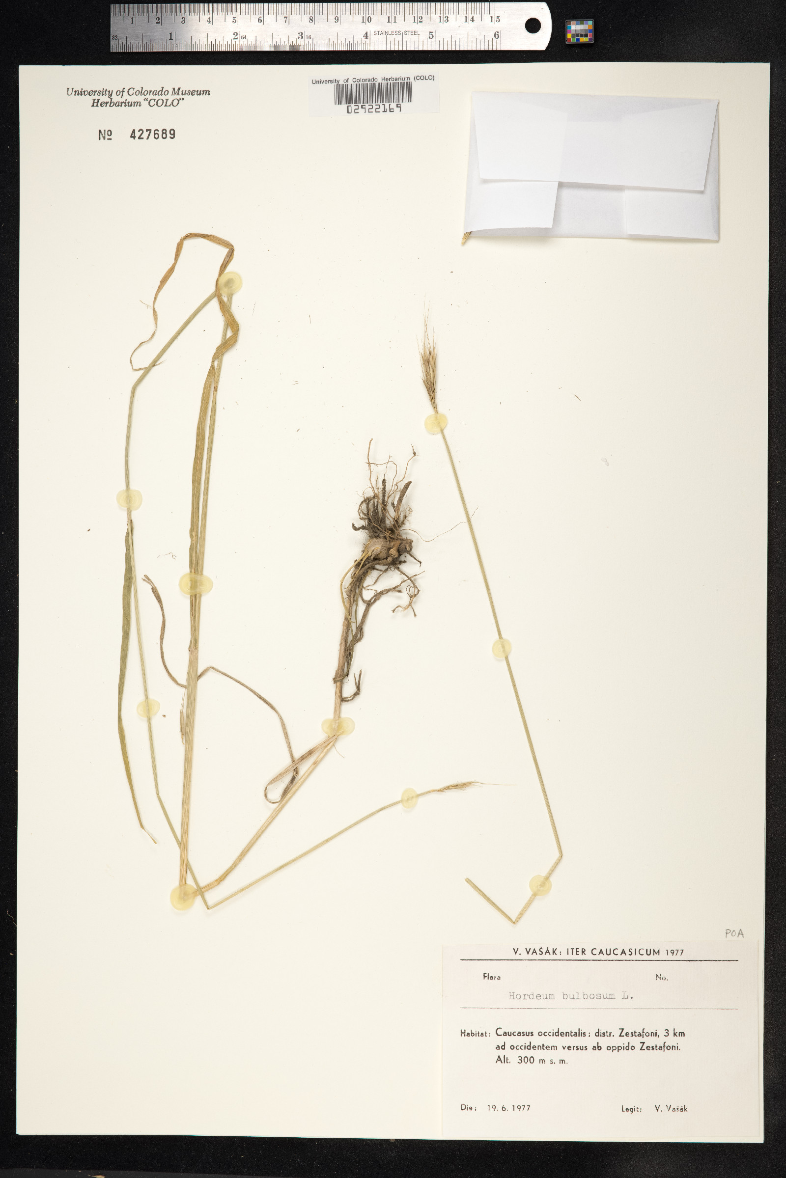 Hordeum bulbosum image