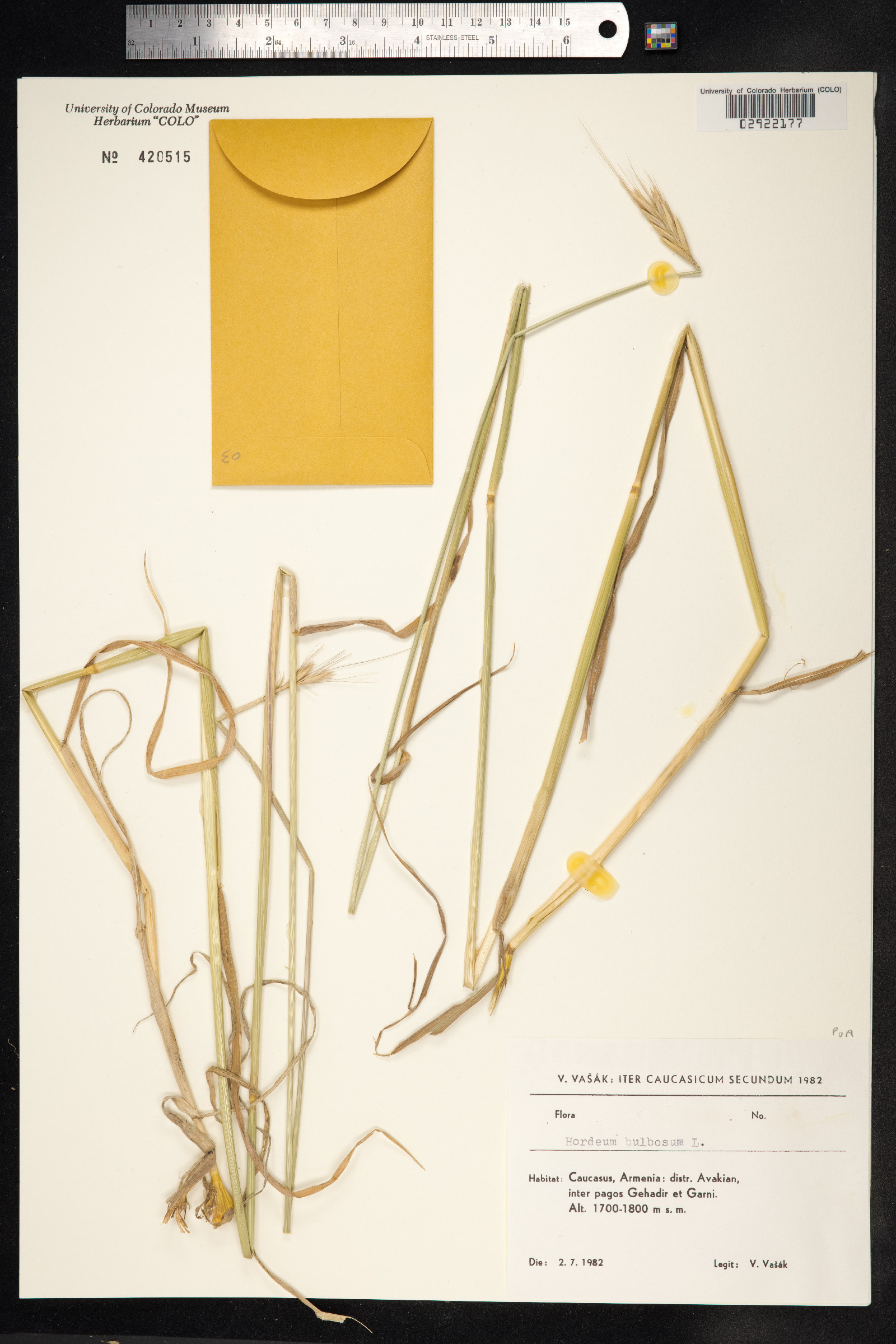 Hordeum bulbosum image