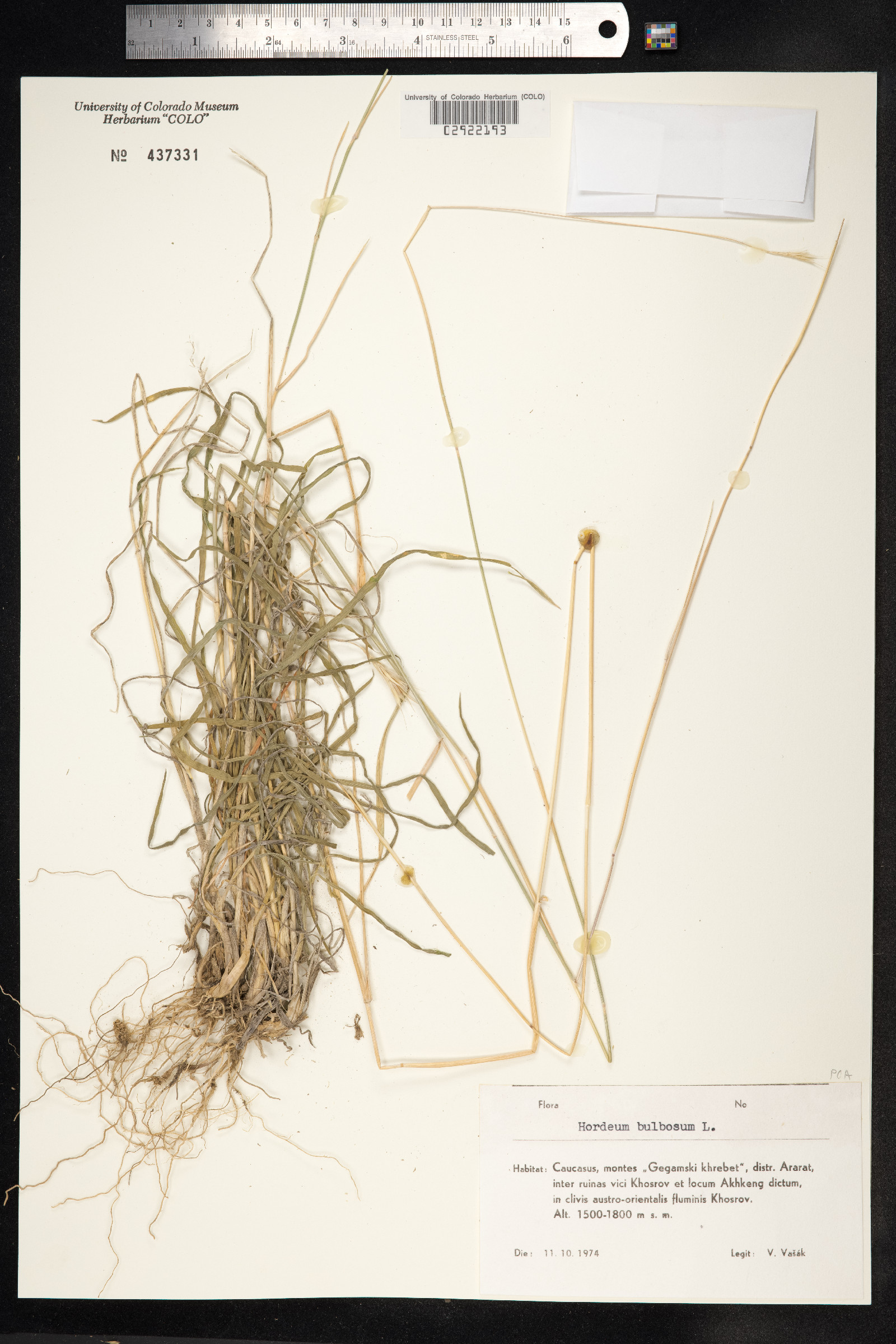 Hordeum bulbosum image