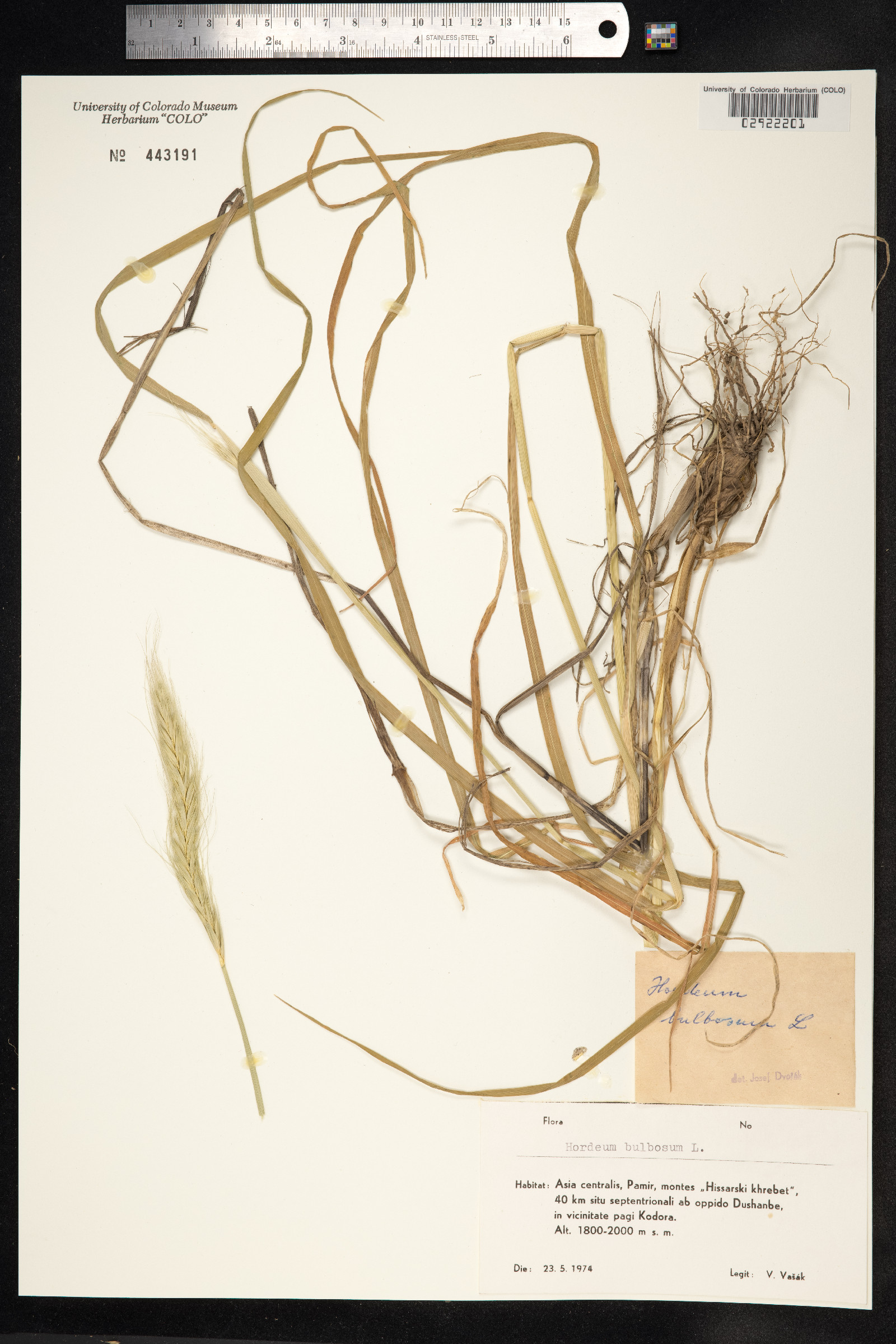Hordeum bulbosum image