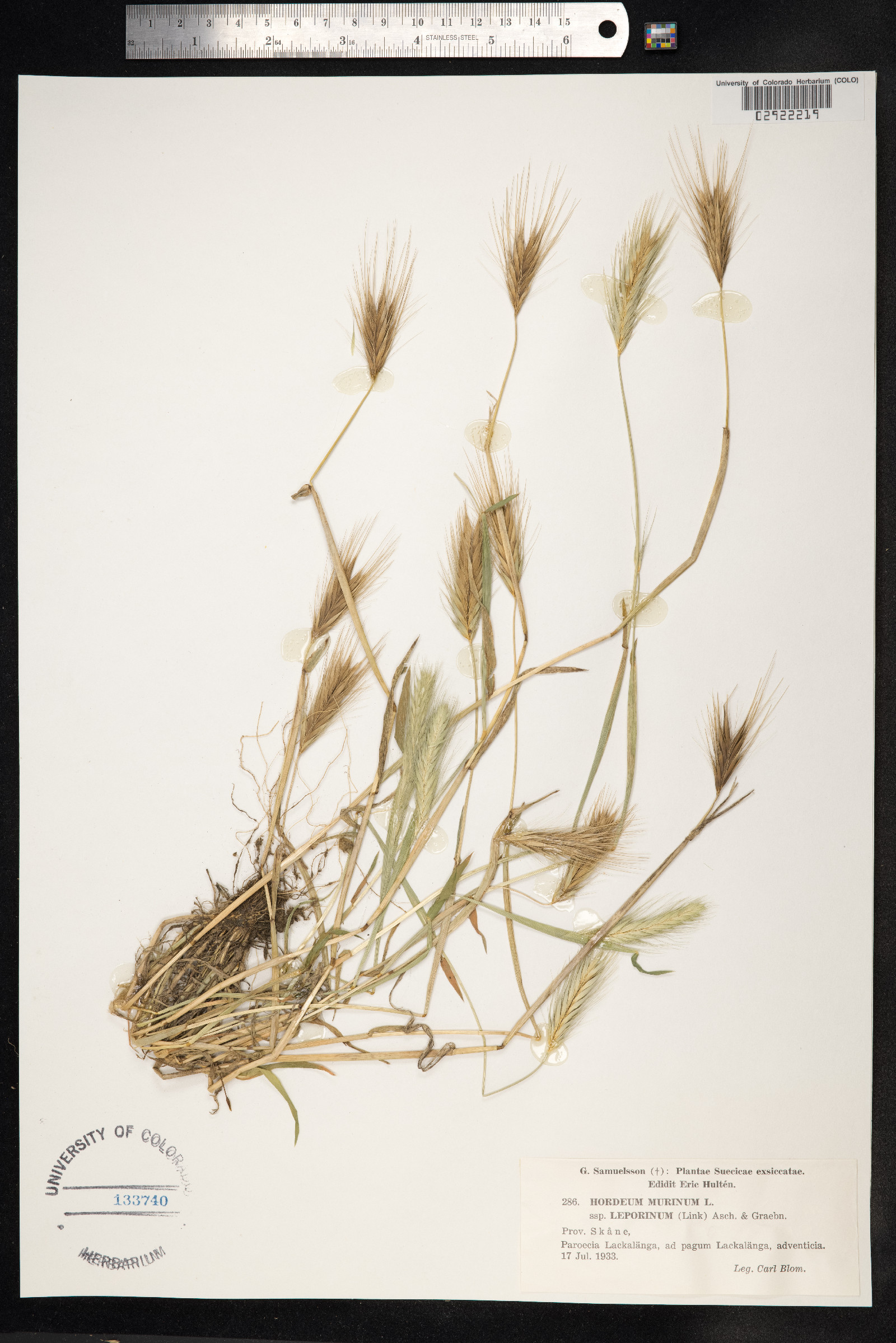 Hordeum murinum image