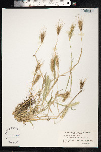 Hordeum murinum ssp. leporinum image