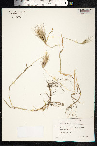 Hordeum murinum ssp. leporinum image