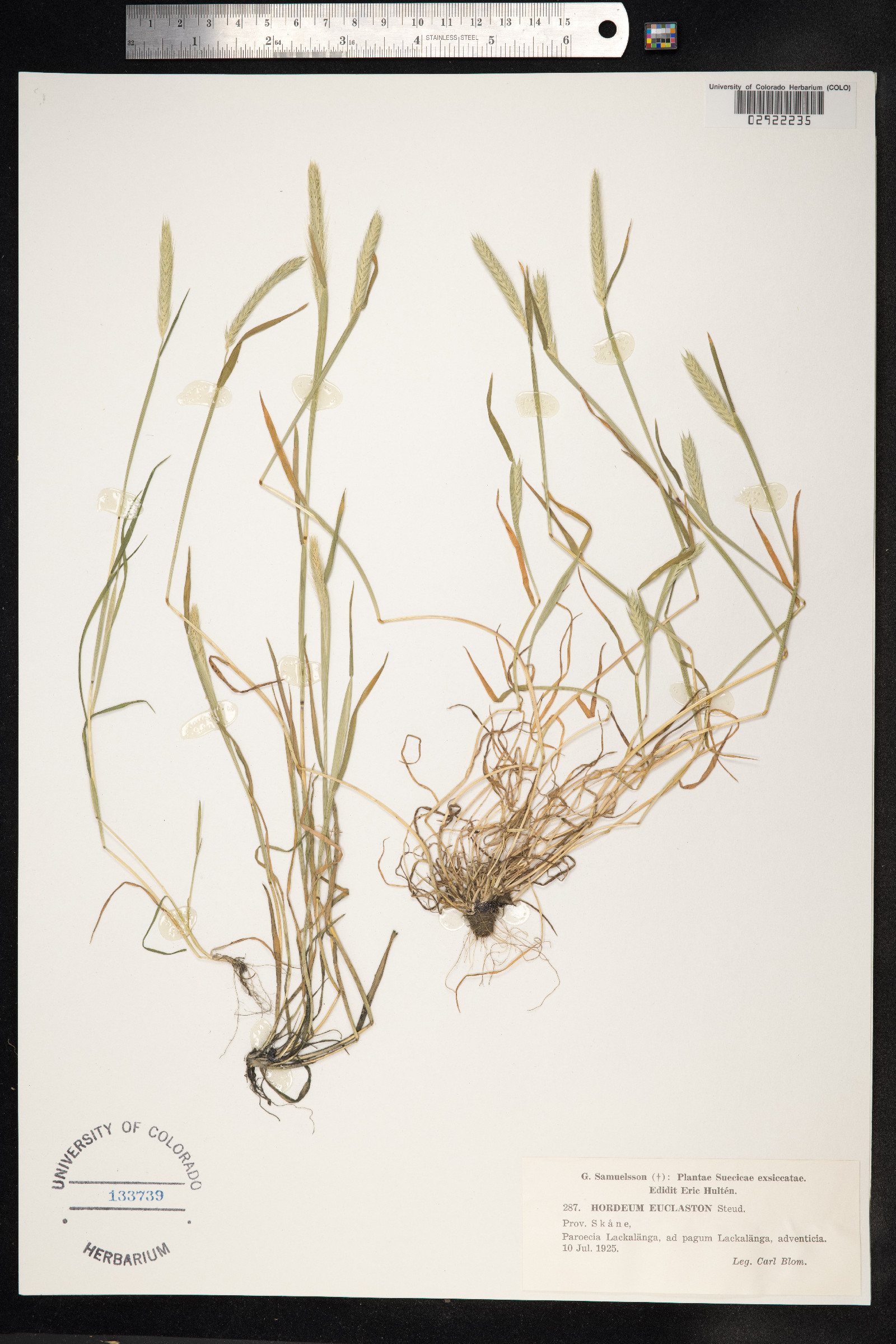 Hordeum euclaston image