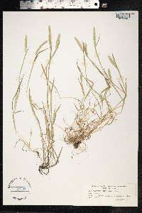 Image of Hordeum euclaston