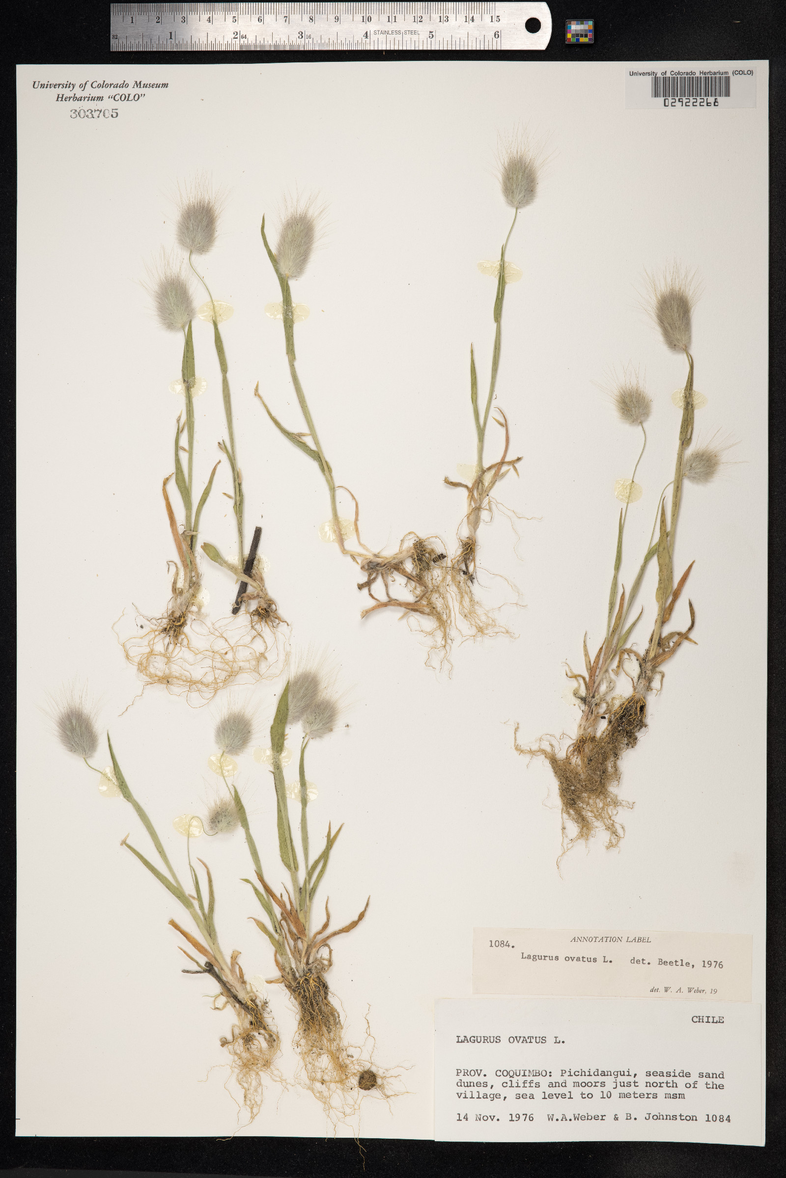 Lagurus image