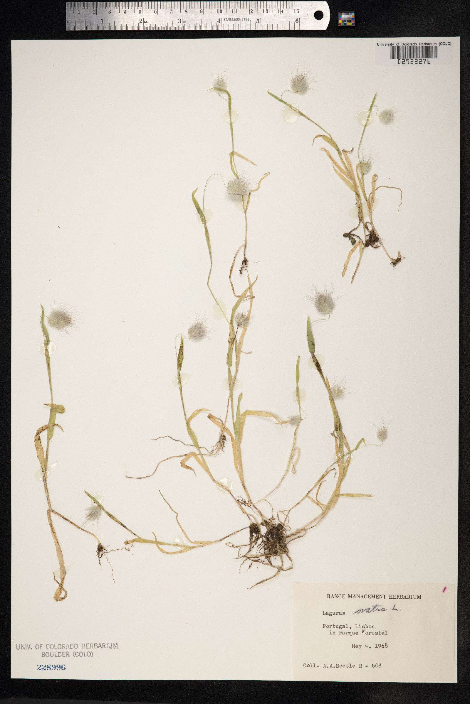 Lagurus ovatus image