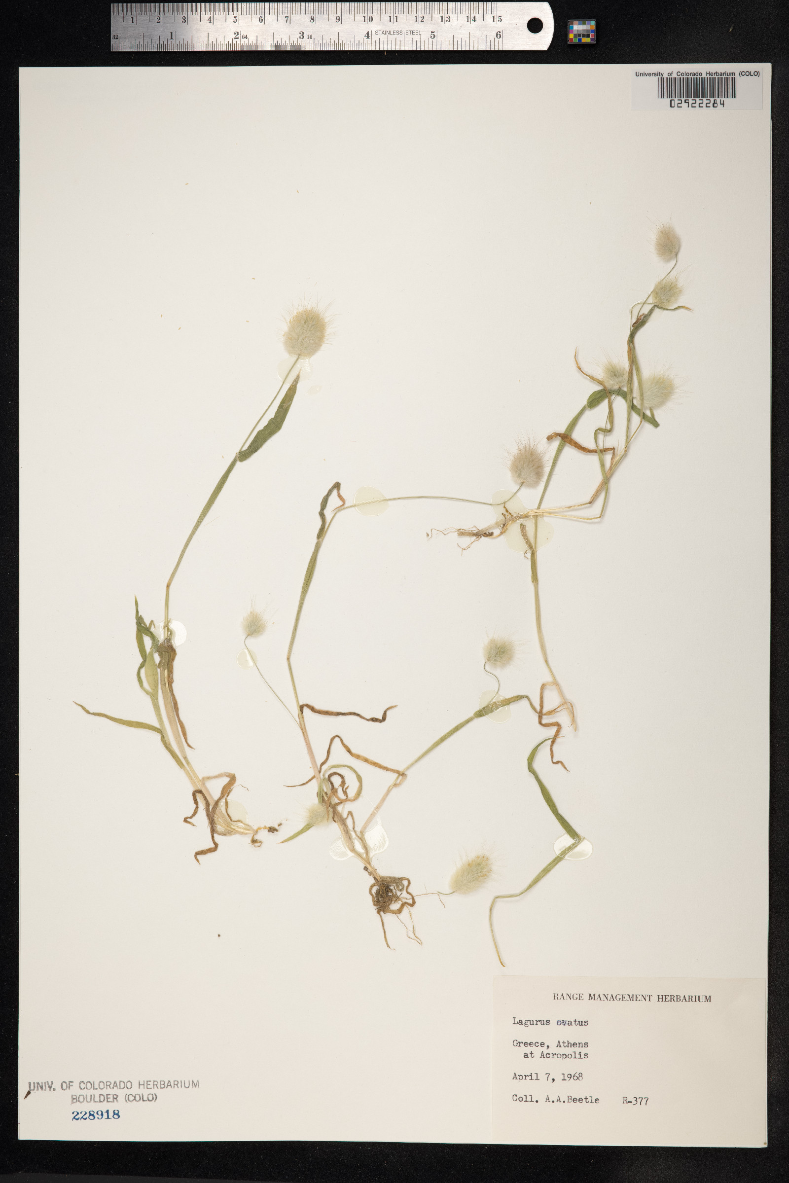Lagurus ovatus image