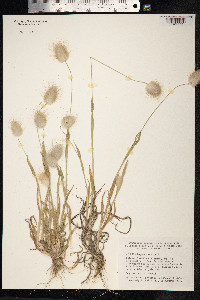 Lagurus ovatus image