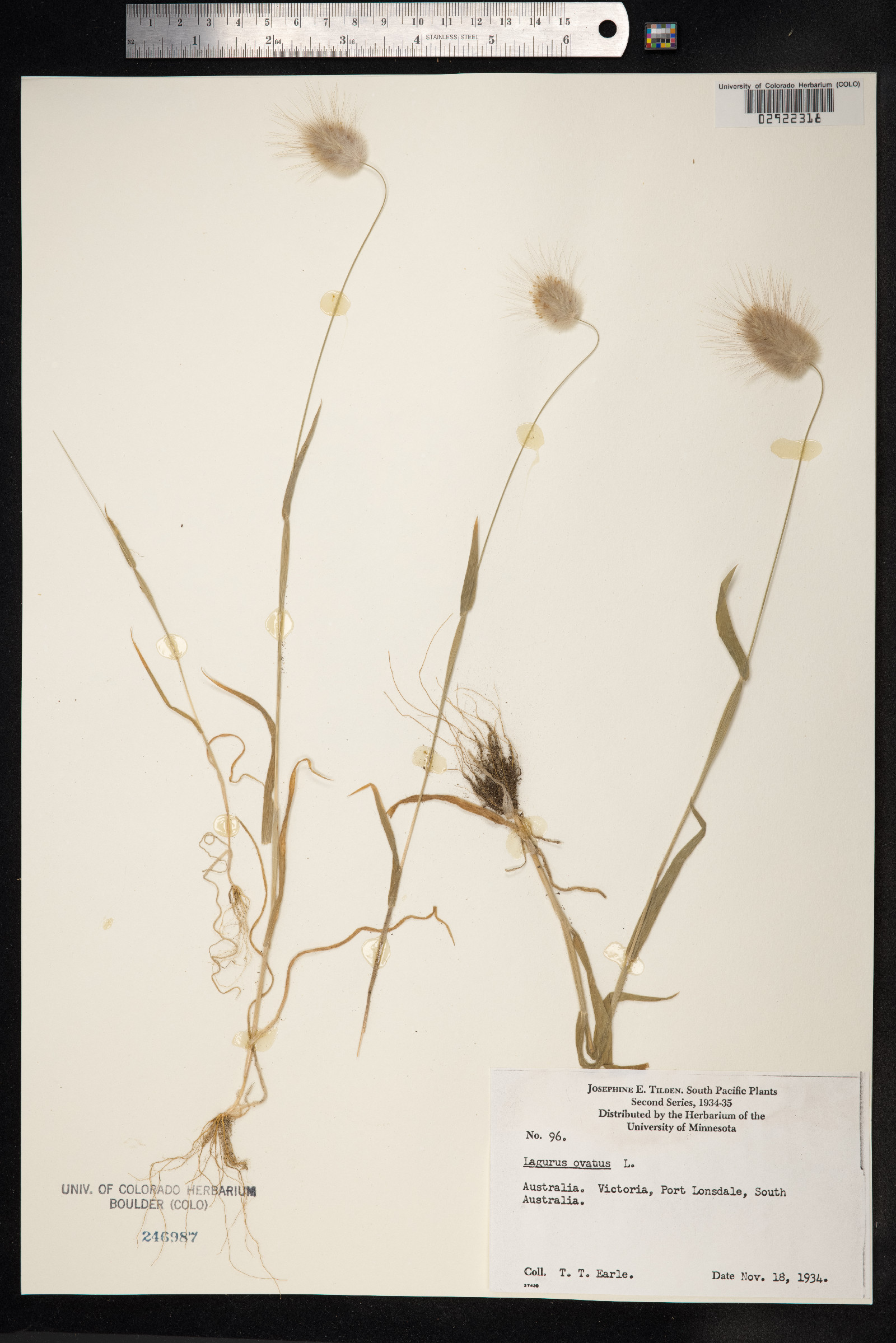 Lagurus ovatus image