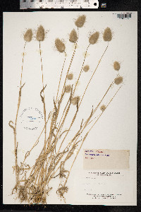 Lagurus ovatus image