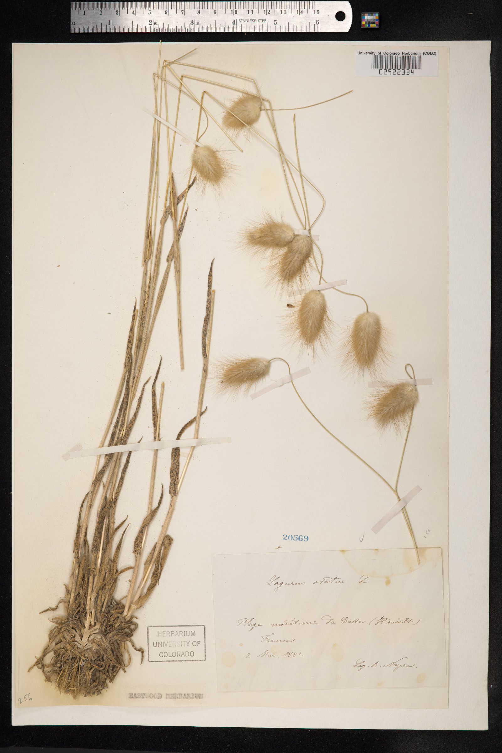 Lagurus ovatus image