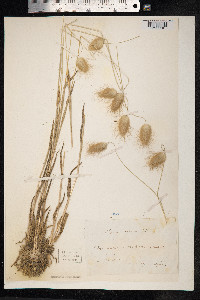 Lagurus ovatus image