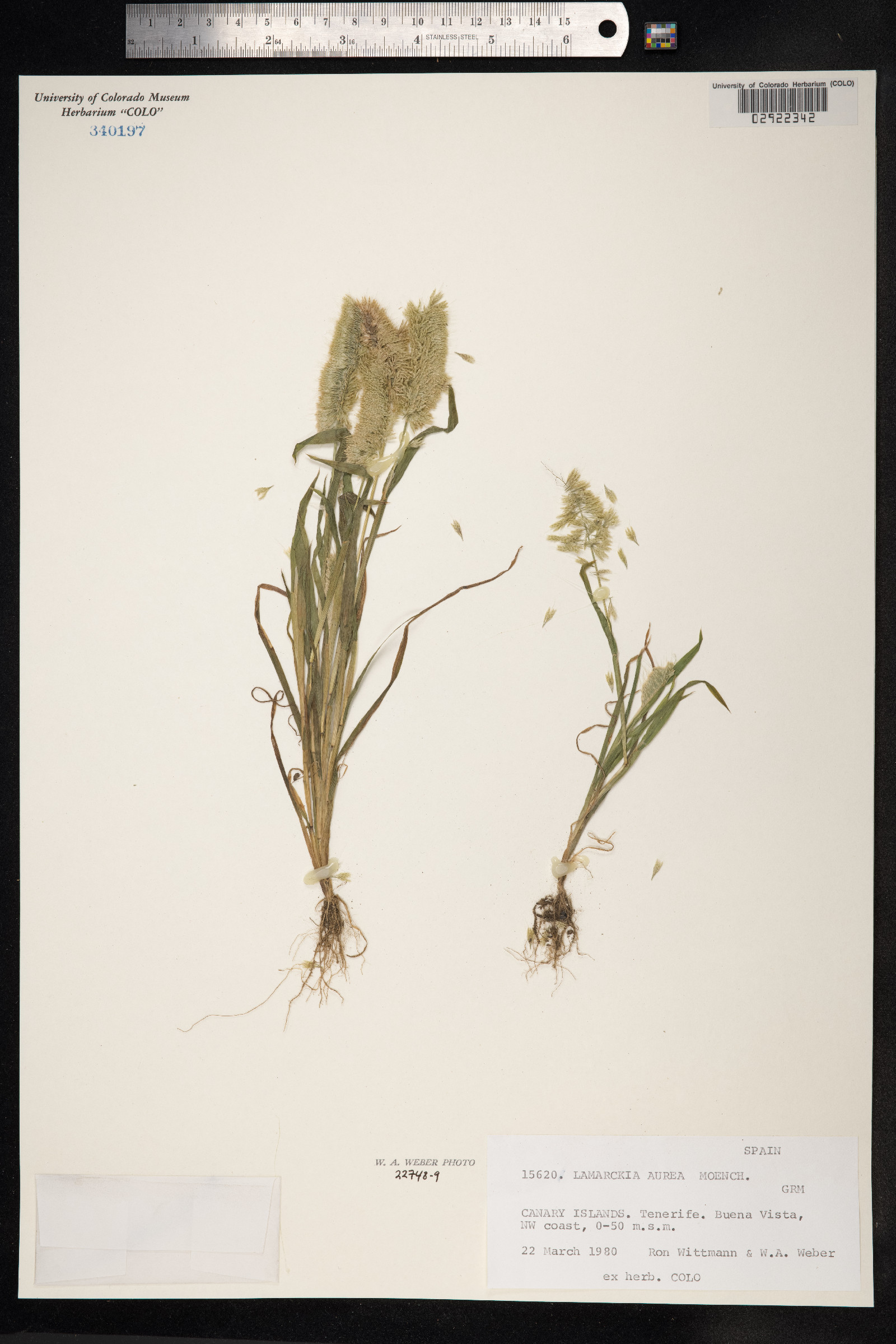 Lamarckia aurea image