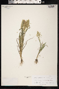 Lamarckia aurea image
