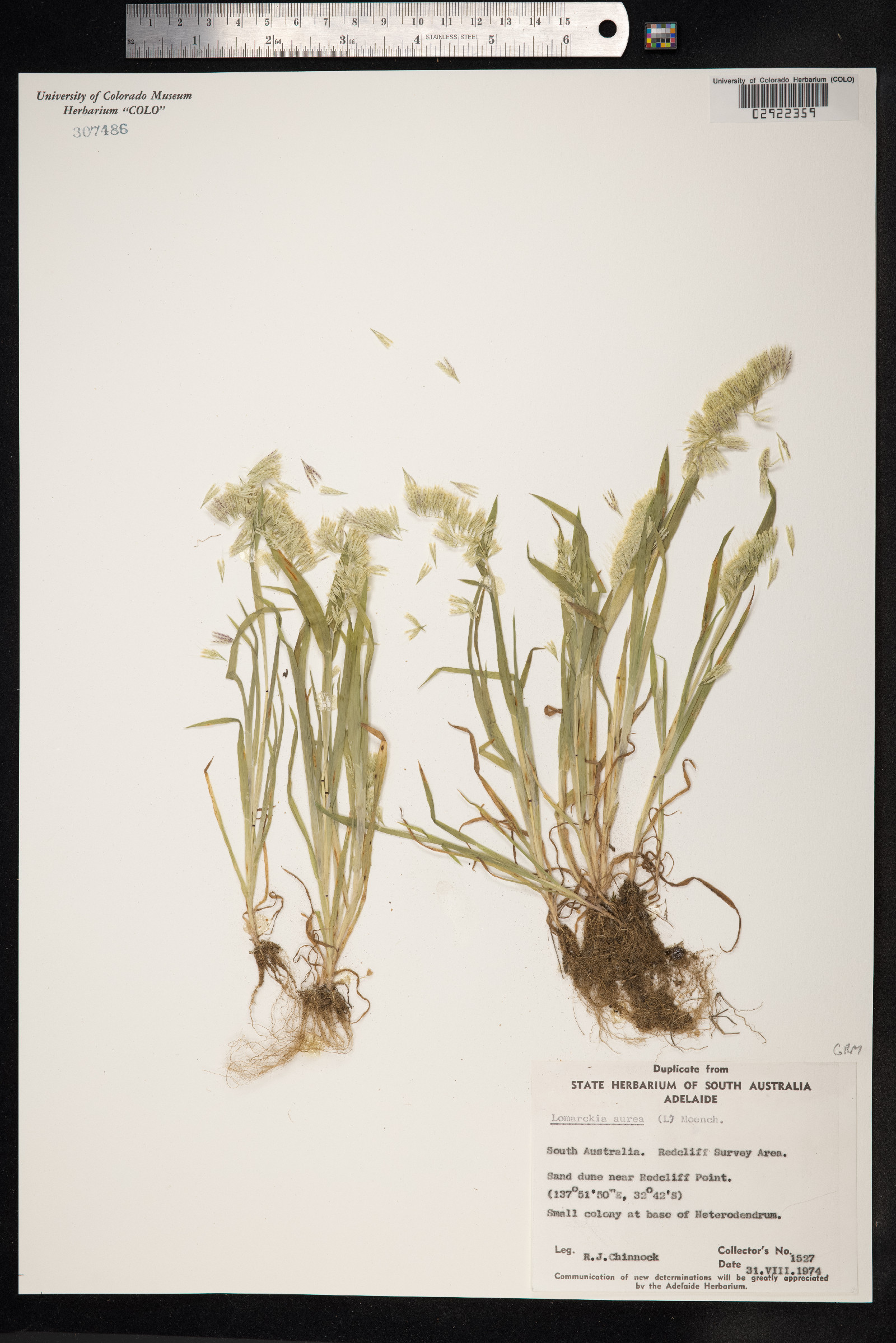Lamarckia aurea image