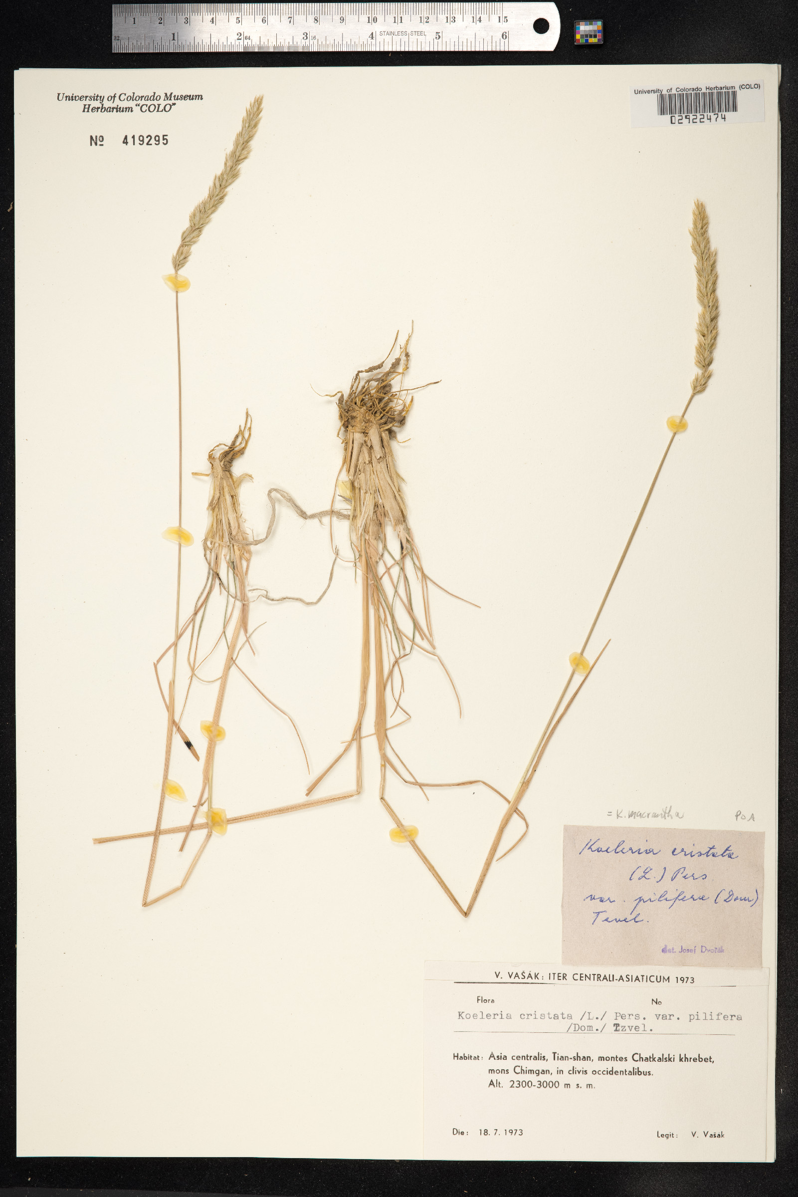 Koeleria macrantha image