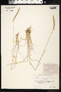 Koeleria macrantha image