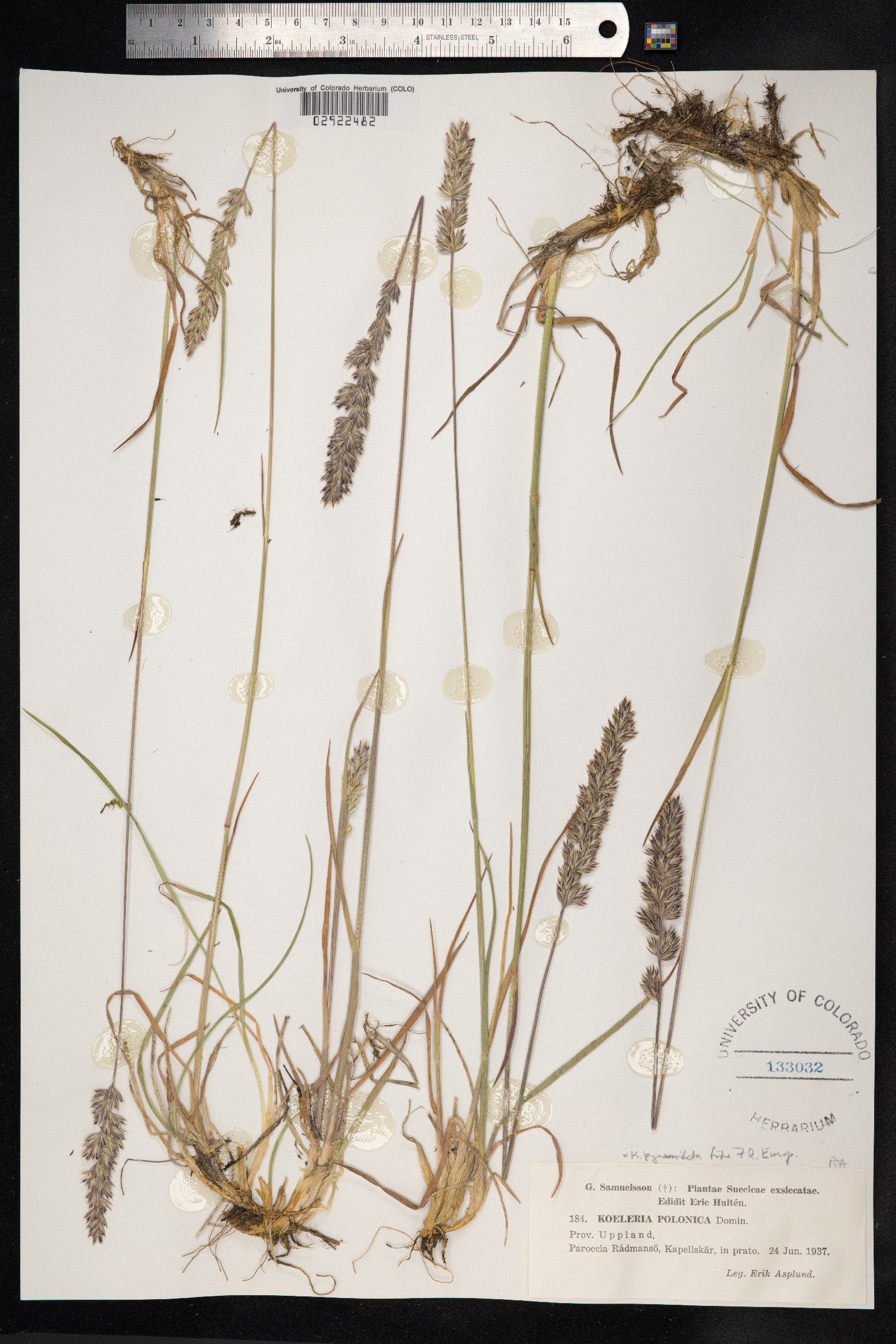 Koeleria pyramidata image