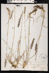 Image of Koeleria pyramidata