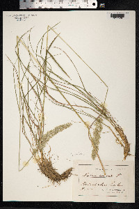 Koeleria pyramidata image