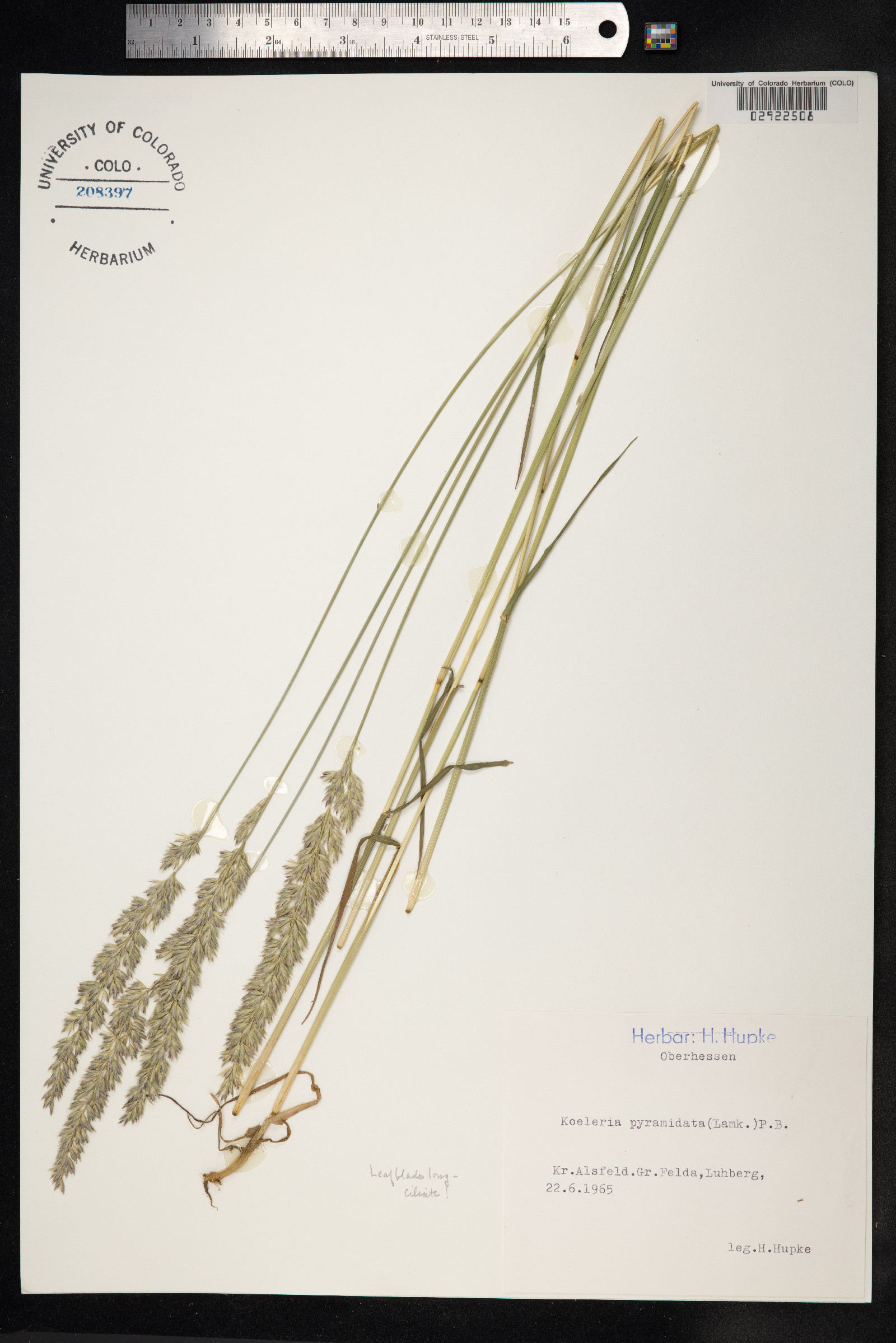 Koeleria pyramidata image