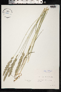 Koeleria pyramidata image