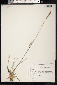 Koeleria pyramidata image