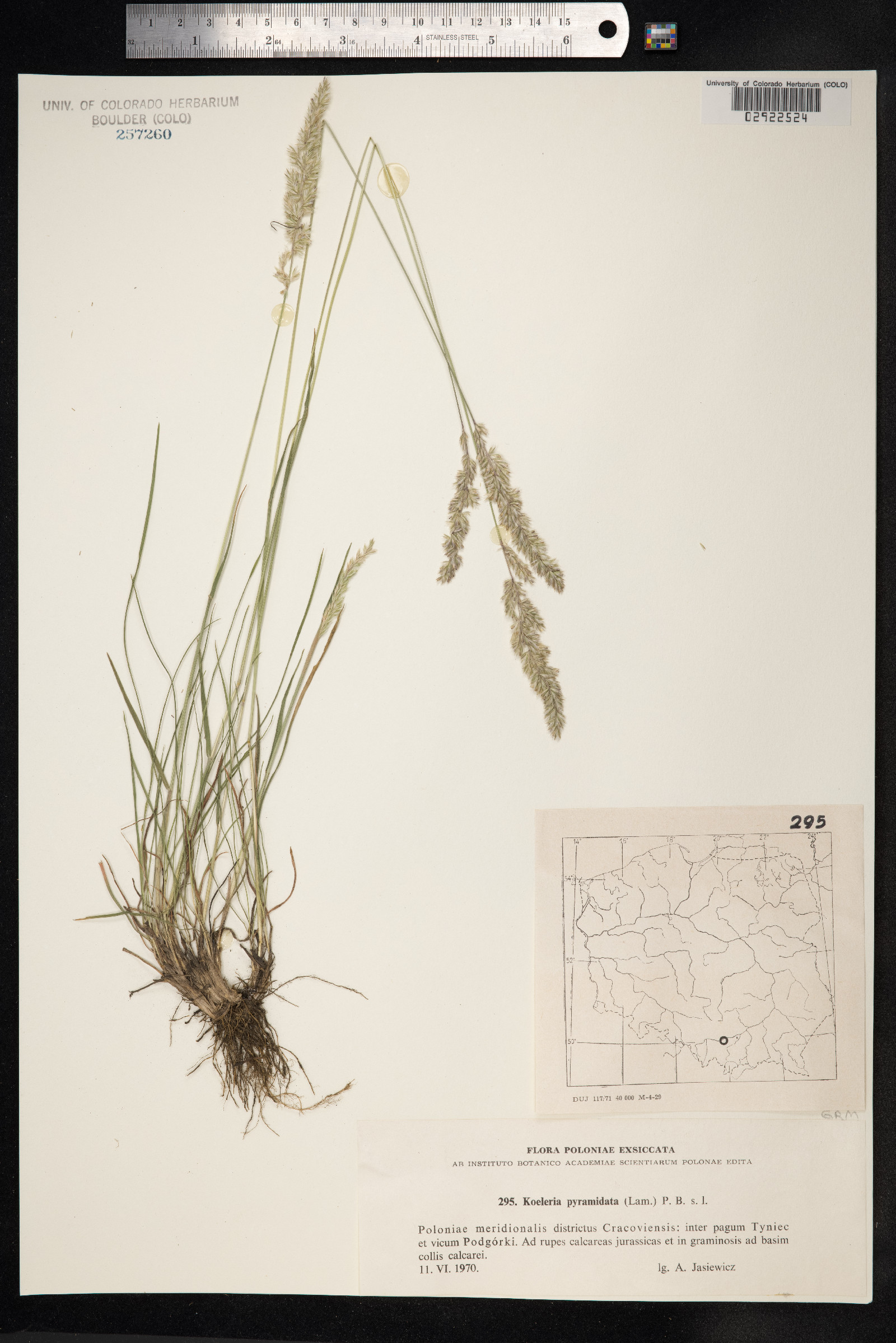 Koeleria pyramidata image