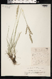 Koeleria pyramidata image