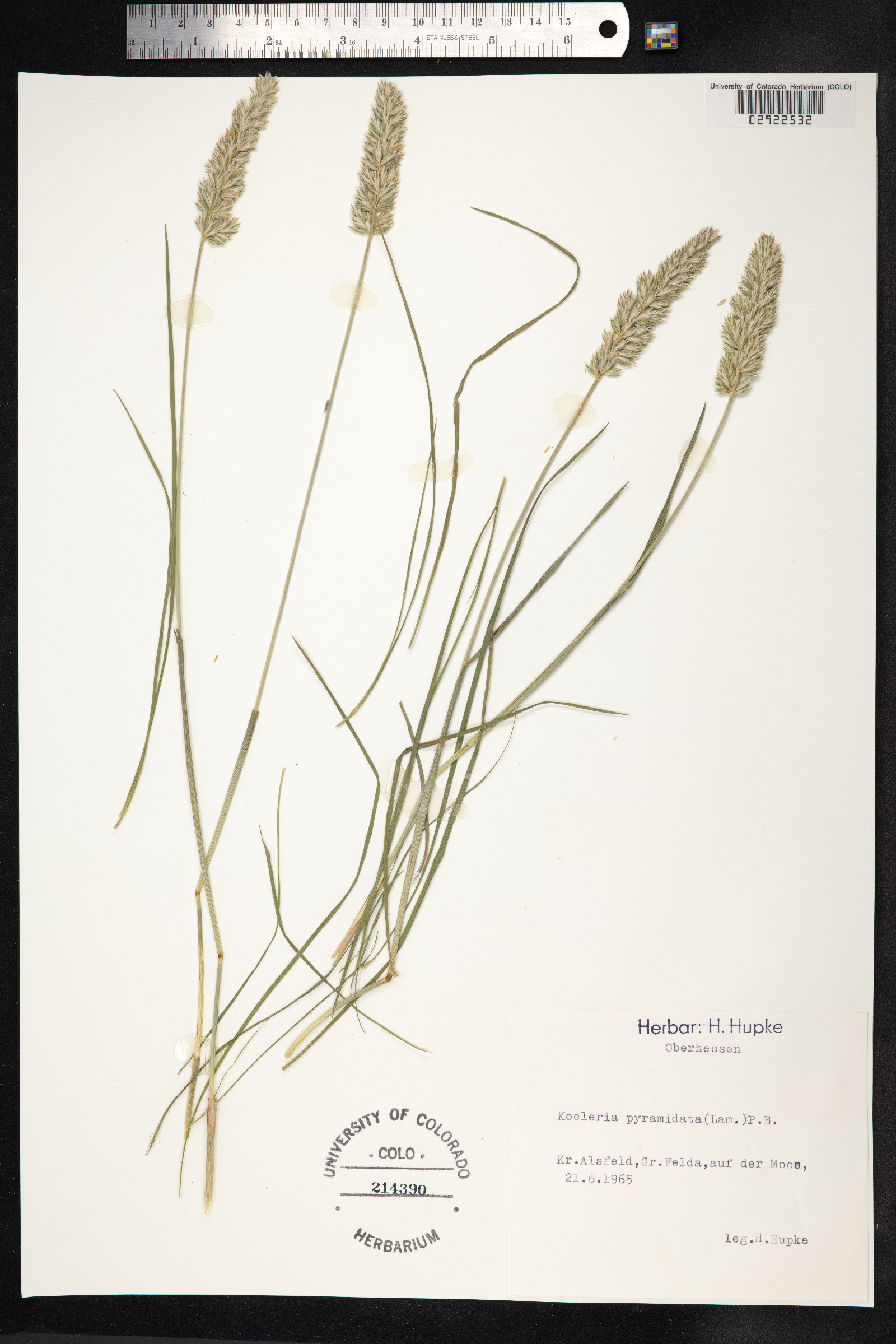 Koeleria pyramidata image