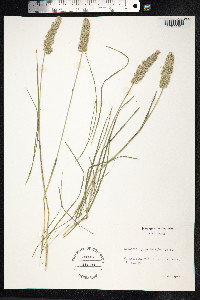 Koeleria pyramidata image