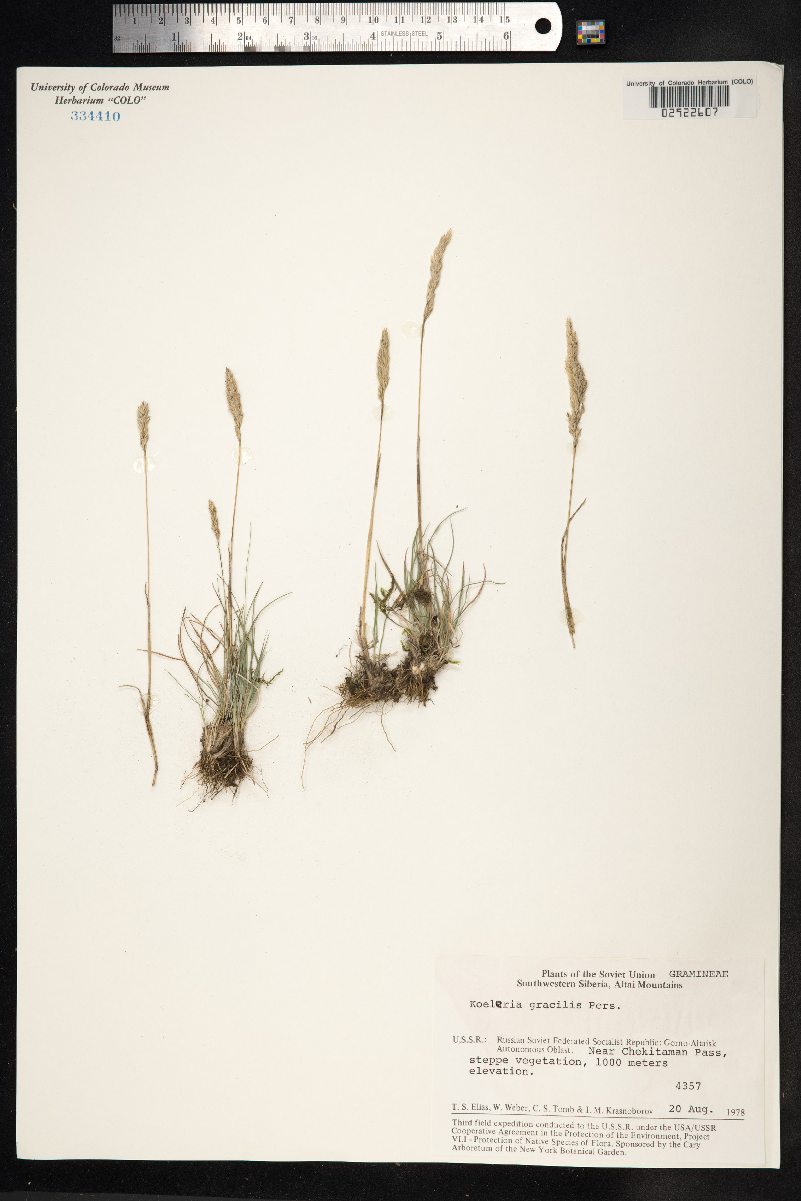 Koeleria macrantha image