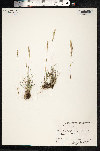Koeleria macrantha image