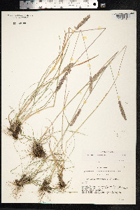 Koeleria macrantha image