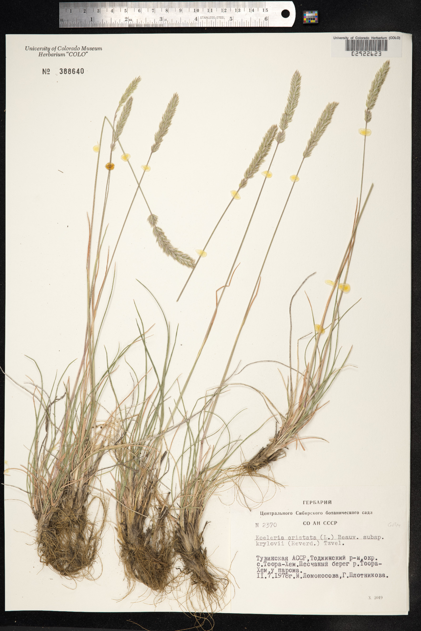 Koeleria macrantha image