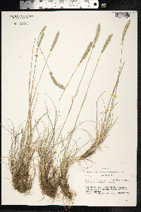 Koeleria macrantha image