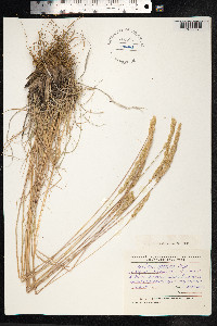 Koeleria macrantha image