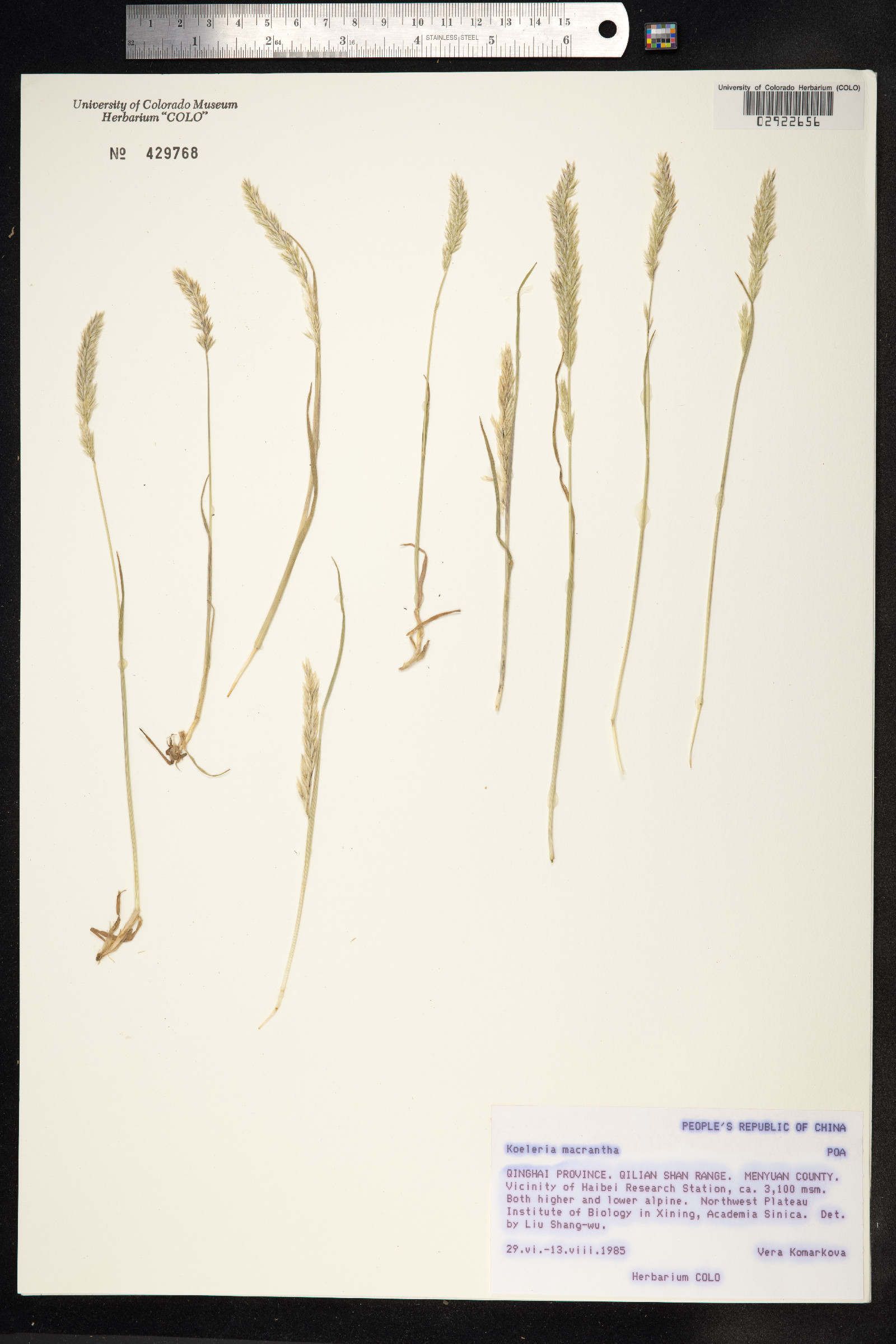 Koeleria macrantha image