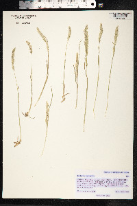 Koeleria macrantha image