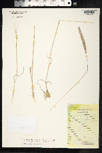 Koeleria macrantha image