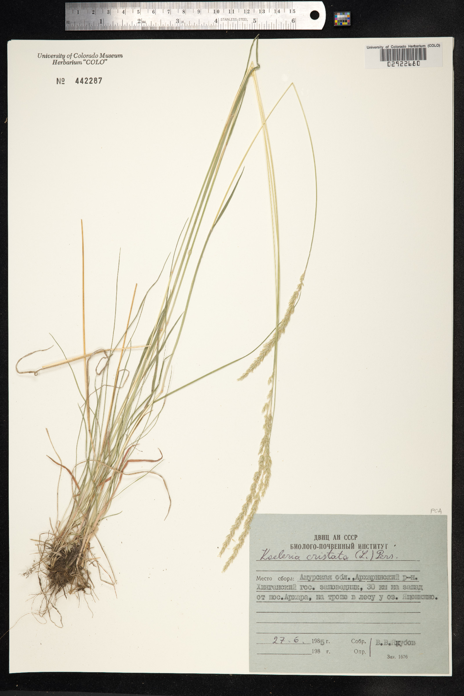 Koeleria macrantha image